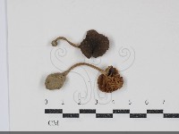 登錄號:F0034879藏品圖，第1張