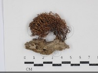 登錄號:F0034880藏品圖，第1張