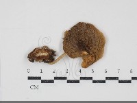 登錄號:F0034881藏品圖，第1張