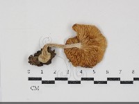 登錄號:F0034881藏品圖，第3張