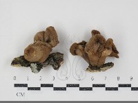 登錄號:F0034882藏品圖，第1張