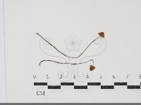 登錄號:F0034885藏品圖，第1張