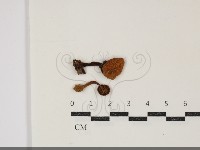 登錄號:F0034886藏品圖，第1張