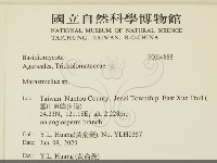 微皮傘屬藏品圖，第2張