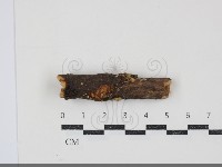 微皮傘屬藏品圖，第1張