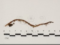 登錄號:F0034891藏品圖，第1張