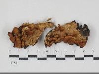 登錄號:F0034892藏品圖，第1張