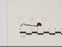 登錄號:F0034893藏品圖，第1張