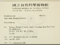 濕傘屬藏品圖，第2張