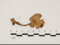 濕傘屬藏品圖，第1張