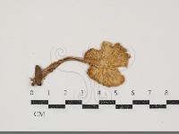 濕傘屬藏品圖，第3張