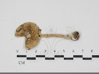 登錄號:F0034897藏品圖，第1張