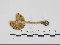 登錄號:F0034897藏品圖，第3張