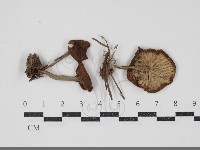 登錄號:F0034898藏品圖，第1張