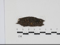 登錄號:F0034899藏品圖，第1張