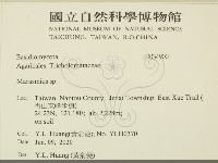 小皮傘屬藏品圖，第2張