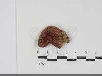 登錄號:F0034901藏品圖，第1張