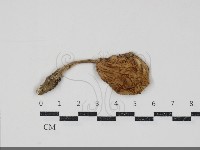 登錄號:F0034902藏品圖，第1張