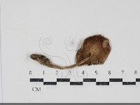 登錄號:F0034902藏品圖，第3張