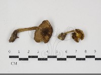 登錄號:F0034903藏品圖，第1張