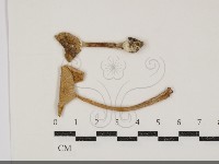 登錄號:F0034904藏品圖，第1張