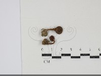 登錄號:F0034905藏品圖，第1張