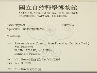 小菇屬藏品圖，第2張