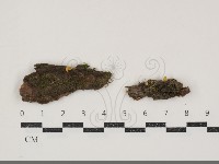 小菇屬藏品圖，第1張