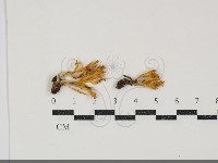 登錄號:F0034909藏品圖，第1張