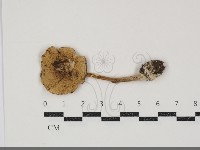 登錄號:F0034910藏品圖，第1張