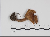 乳菇屬藏品圖，第1張