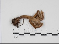 乳菇屬藏品圖，第3張