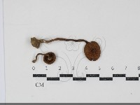 登錄號:F0034913藏品圖，第1張