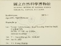 濕傘屬藏品圖，第2張