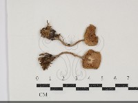 登錄號:F0034915藏品圖，第1張