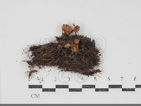 登錄號:F0034916藏品圖，第1張