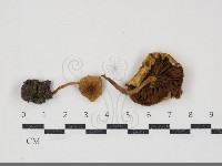 登錄號:F0034917藏品圖，第1張