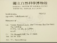 小皮傘屬藏品圖，第2張