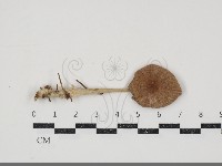 小皮傘屬藏品圖，第1張