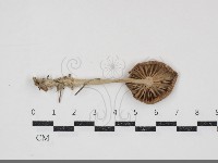 小皮傘屬藏品圖，第3張