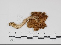 登錄號:F0034919藏品圖，第3張