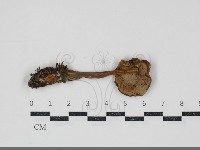 登錄號:F0034920藏品圖，第1張