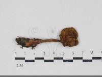 登錄號:F0034920藏品圖，第3張