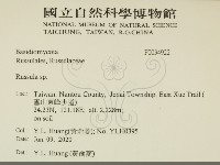 紅菇屬藏品圖，第2張