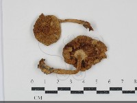 登錄號:F0034923藏品圖，第1張