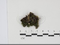 登錄號:F0034926藏品圖，第1張