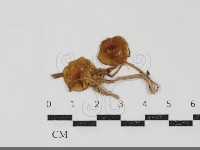 館號:F0034927藏品圖，第1張