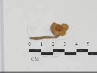 登錄號:F0034928藏品圖，第1張