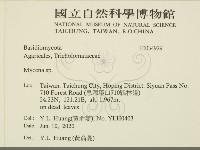 小菇屬藏品圖，第2張