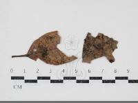 小菇屬藏品圖，第1張